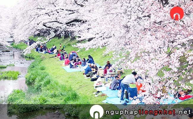Những địa điểm ngắm hoa anh đào ở Nhật, Du lịch Kantou
