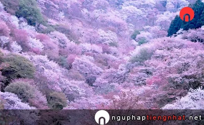Những địa điểm ngắm hoa anh đào ở Nhật, Du lịch Kansai