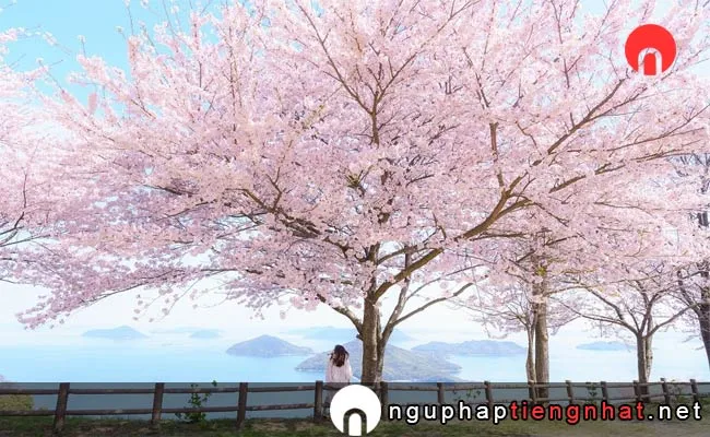 Những địa điểm ngắm hoa anh đào ở Nhật, Du lịch Shikoku